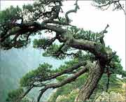 浦江天气预报7天