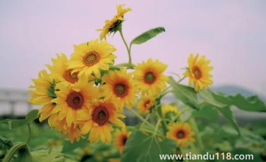 2022考送花一举夺魁要几朵向日葵3