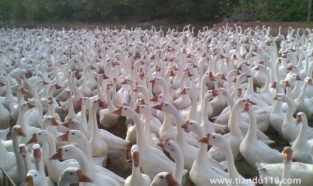 句容有哪些特产(句容特产排行榜)(图5) 句容有哪些特产(句容特产排行榜)(图5)