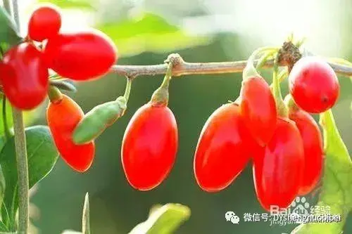 海西有哪些美食(海西十大特色美食排名榜)(图4) 海西有哪些美食(海西十大特色美食排名榜)(图4)