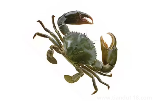 青蟹是梭子蟹的一种吗（吃螃蟹的注意事项）
