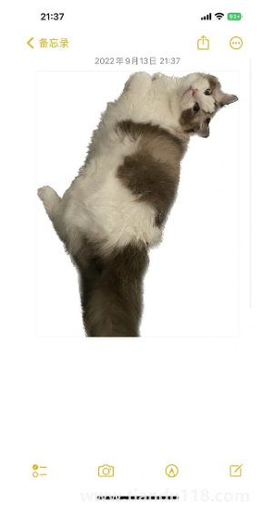 ios16抠图可以放到哪里(iOS16抠图怎么用)(图2) ios16抠图可以放到哪里2