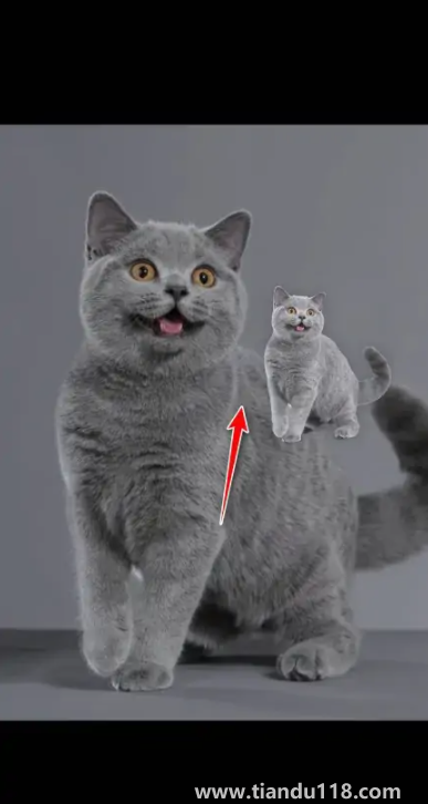 ios16抠图可以放到哪里(iOS16抠图怎么用)(图5) ios16抠图可以放到哪里5