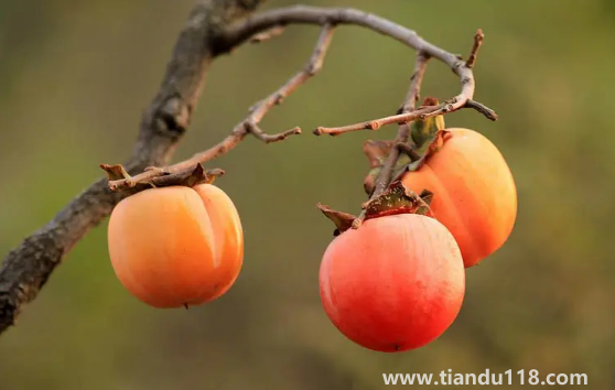 柿子和螃蟹一起吃会中毒吗(柿子和螃蟹间隔多久吃好)(图3) 柿子和螃蟹一起吃会中毒吗3