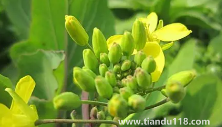 小雪节气能不能种油菜（小雪节气种菜能发芽吗）