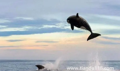 虎鲸会觉得人类可爱吗(虎鲸为什么这么喜欢人类)(图2) 虎鲸会觉得人类可爱吗2