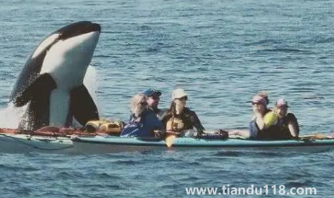 虎鲸会觉得人类可爱吗(虎鲸为什么这么喜欢人类)(图3) 虎鲸会觉得人类可爱吗3