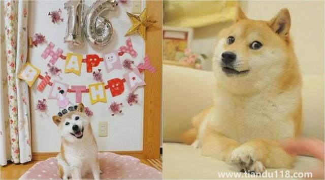 Doge表情包原型柴犬患白血病和肝病（该柴犬是网络流行表情包“Doge”的原型）